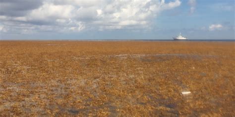 Scientists Discover The Worlds Biggest Seaweed Patch They Say It