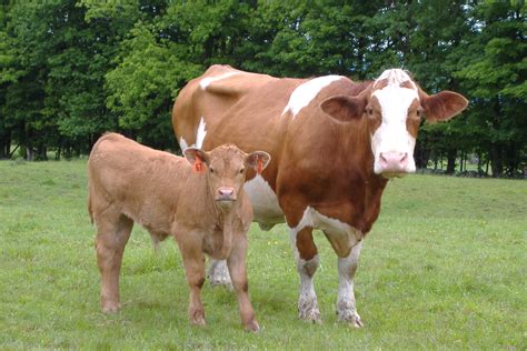 Simmental Cow And Calf New England