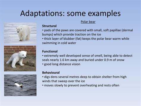 Ppt Adaptations Of Organisms Powerpoint Presentation Free Download Id
