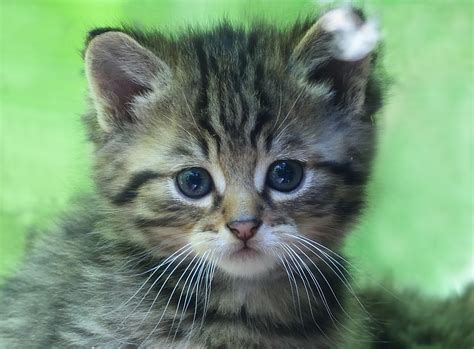 Cat's yoga style #findyouryoga www.yogatraveltree.com. Wildkatzenjunges Foto & Bild | natur, baby, katze Bilder ...