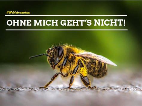 Bienen und andere bestäuber sichern ‚unser täglich brot'. WELTBIENENTAG | Grüne Neunkirchen-Seelscheid