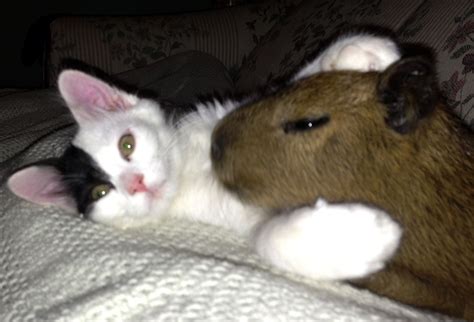 Capybara And Cat