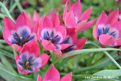 Les Tulipes Botaniques C Est Le Moment De Les Planter Les Jardins