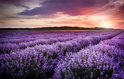 Sunset Lavender Field Wallpapers 4k Hd Sunset Lavender Field