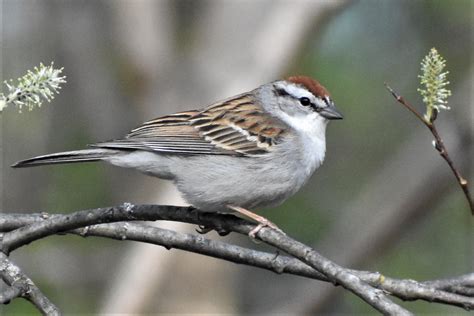 Six local sparrow species — which is which? | News, Sports, Jobs - The Daily news