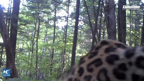 Siberian Tigers And Amur Leopards Caught On Camera In Ne Chinas