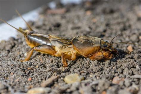 Turkuć podjadek (gryllotalpa gryllotalpa) zdjęcia, obrazki. Co warto wiedzieć o turkuciu podjadku? - murator.pl