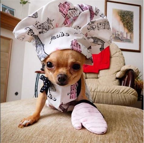 Pin By Sincerelyheathermarie On Crazy Chihuahua Love Pet Halloween