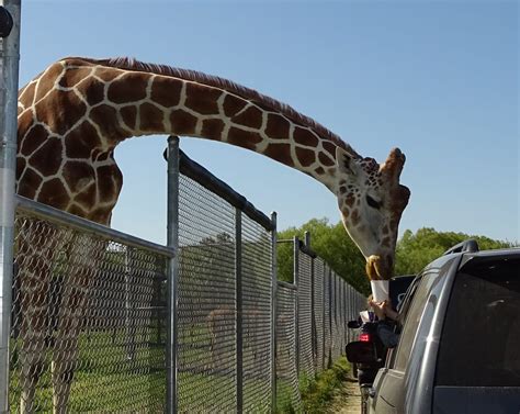 African Safari Wildlife Park 127 Photos Parks 267 S Lightner Rd