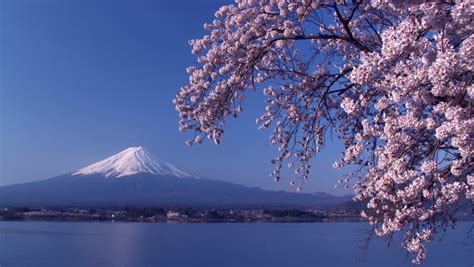 Mtfuji With Beautiful Cherry Blossom Japan Stock