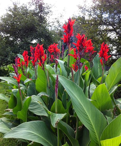 Decampstudio Canna Lilies