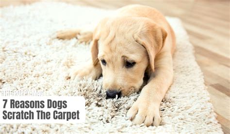 Why Do Dogs Scratch The Carpet What You Need To Know The Puppy Mag