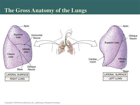 The diaphragm is a trampoline like organ that moves the ribs out when someonein hales.the ribs move out as you breathe inward. Gross Anatomy Of The Lungs