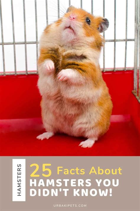 Hamsters Are Popular Pets Around The World Due To Their Adorable