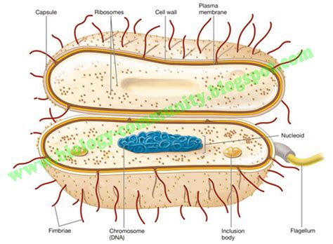 Materi Archaebacteria Dan Eubacteria Lengkap Generasi Biologi