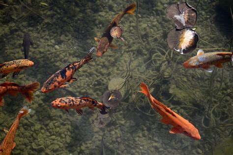 Koi Breeding 101 Pethelpful