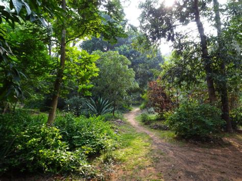 Auroville A Large Ecovillage Turns 50 Global Ecovillage Network