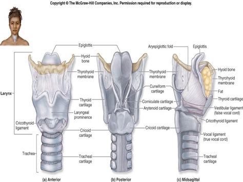 Larynx Anatomy Ct And Mri