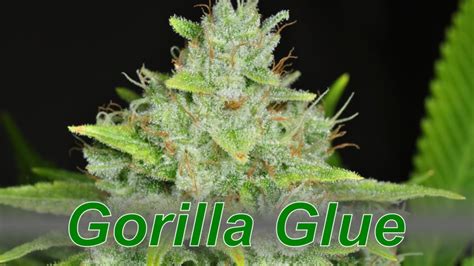 Gorilla Glue Cannabis Strain Dabconnection