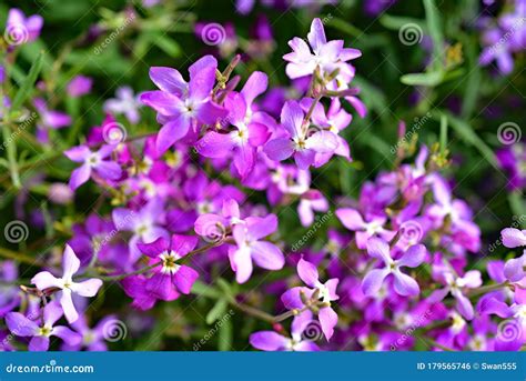 Night Scented Stock Matthiola Longipetala Stock Photo Image Of