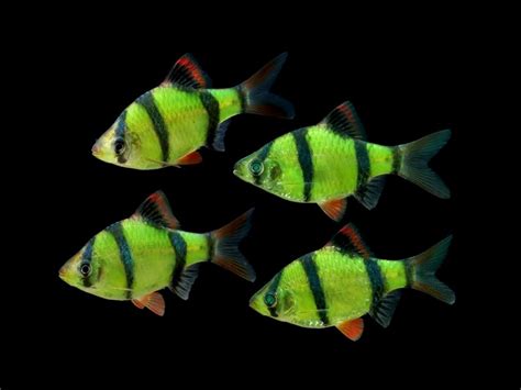 Exclusive Glofish Introduces High Contrast Electric Green Barb