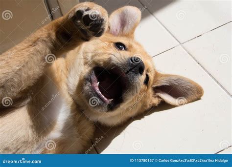 A Nice Puppy Say Hello Stock Image Image Of Morning 113780157