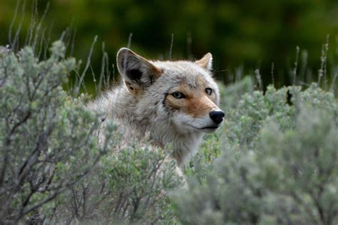 20 Amazing Wildlife Photos In Yellowstone National Park Wildlife