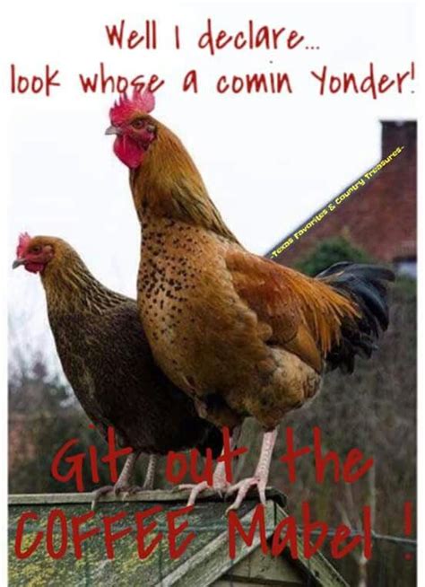 Funny Rooster Quotes Shortquotescc