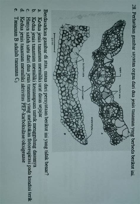 Bagi anda yang saat ini mengajar mata pelajaran biologi kelas xi sma dan sedang membutuhkan. Silabus Osn Biologi : Soal Soal Oiimpiade Biologi Sma Doc ...