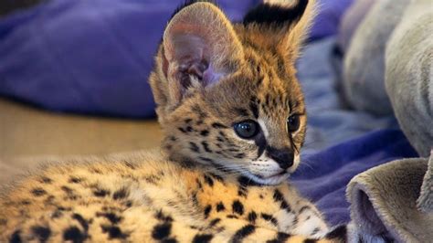 Serval Pet Kitten