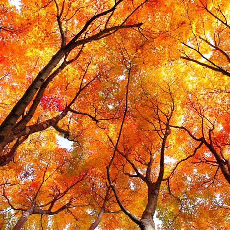 Pin By Ashley C On Iphone Wallpapers Autumn Trees Autumn Scenery
