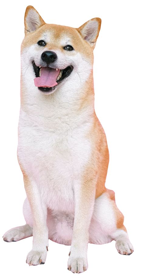 Dog Png Transparent Images Free Download Pngfre