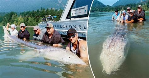 ‘largest Freshwater Fish Ever Found Anglers Reel In 11 Foot 6 Monster