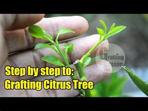 We did not find results for: How To Grafting Citrus Fruit Tree Before and After ...