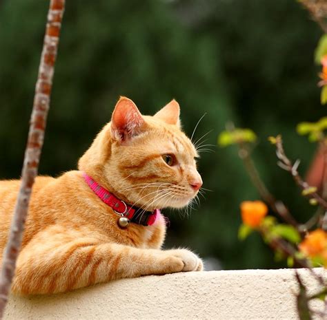 There are many factors that impact your cat's. Flickr: Discussing Male VS Female Orange Cats in Orange Cats