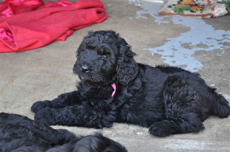 Purchase a black russian terrier puppy from a breeder who raises the pups in the home and ensures that they are exposed to different household sights and sounds. Black Russian Terrier Pup (With images) | Black russian ...