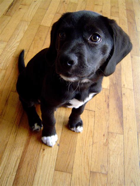 Usually, the lifespan of a hybrid puppy is reflected from their parent beagle labrador mix temperament: The Beagle & Lab mix (A.K.A. Beagador): Fun, playful with ...