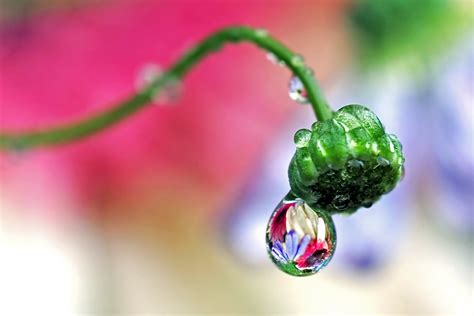 Flower Tears Flickr Photo Sharing