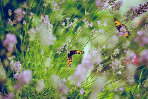 Insektensterben in Deutschland - Grüne Niedersachsen