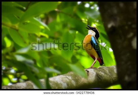 Indian Pitta Pitta Brachyura Passerine Bird Stock Photo