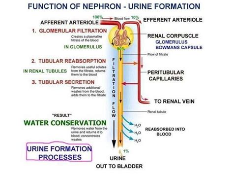 With The Aid Of A Diagram Explain The Process Of Urine Formation Enotes