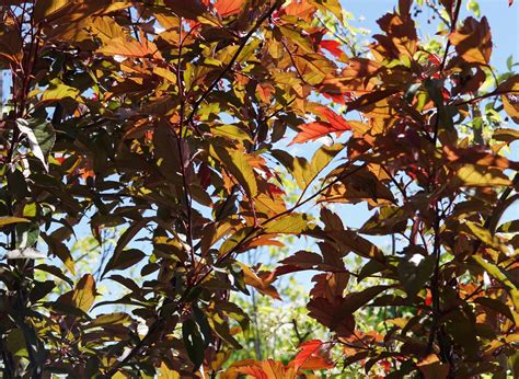 One of our favorite springtime trees is the royal raindrops crabapple. Royal Raindrop Crabapple • Kiwi Nurseries Ltd