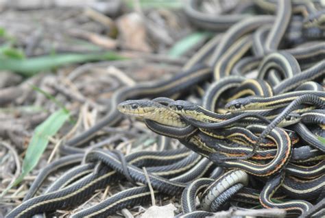 Stressed Snakes Starve Themselves For Sex Science Aaas