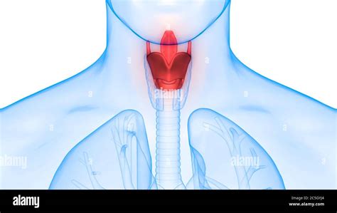 Human Respiratory System Larynx And Pharynx Anatomy Stock Photo Alamy