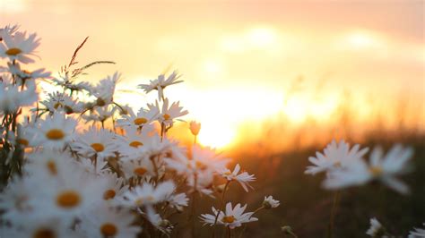 Download Wallpaper 2048x1152 Daisies Flowers Blur Ultrawide Monitor