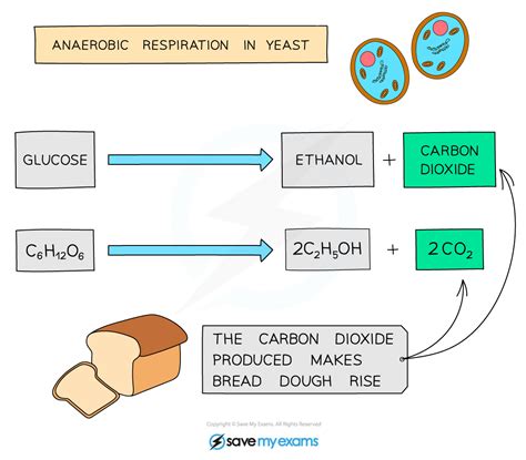 Edexcel Igcse Biology 复习笔记 513 Yeast In Food Production 翰林国际教育