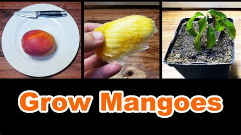 How To Grow A Mango Tree From Seed Youtube