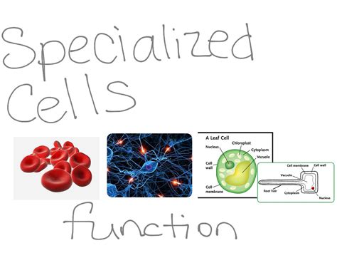 Lesson 2 Specialized Cells Showme