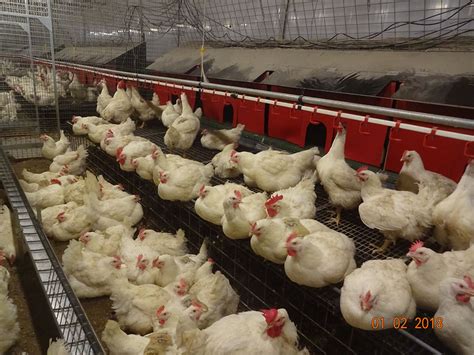 Poultry Breeder Farms