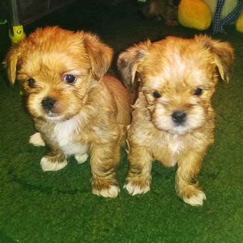 3 Beautiful Male Shorkie Puppies for sale | in Marston Green, West Midlands | Gumtree